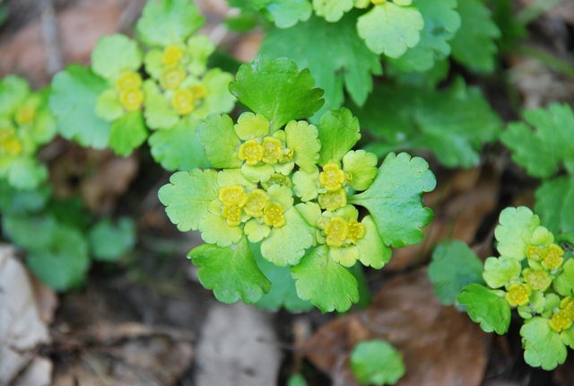 Chrysosplenium alternifolium